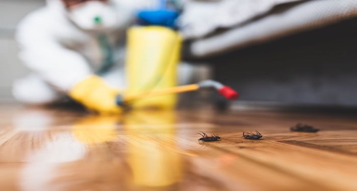 Insects on wooden floor being exterminated
