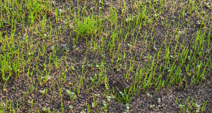 grass not growing on a lawn