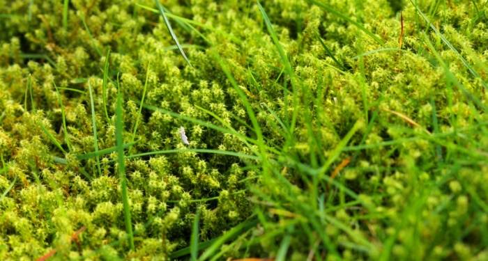 moss on lawn