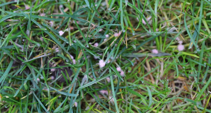 red thread on a lawn