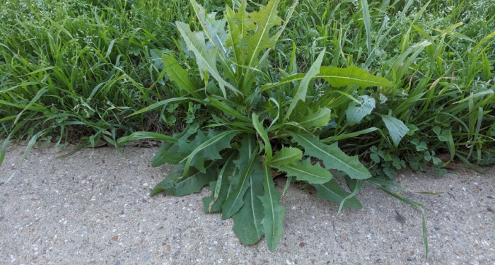 weeds in a lawn